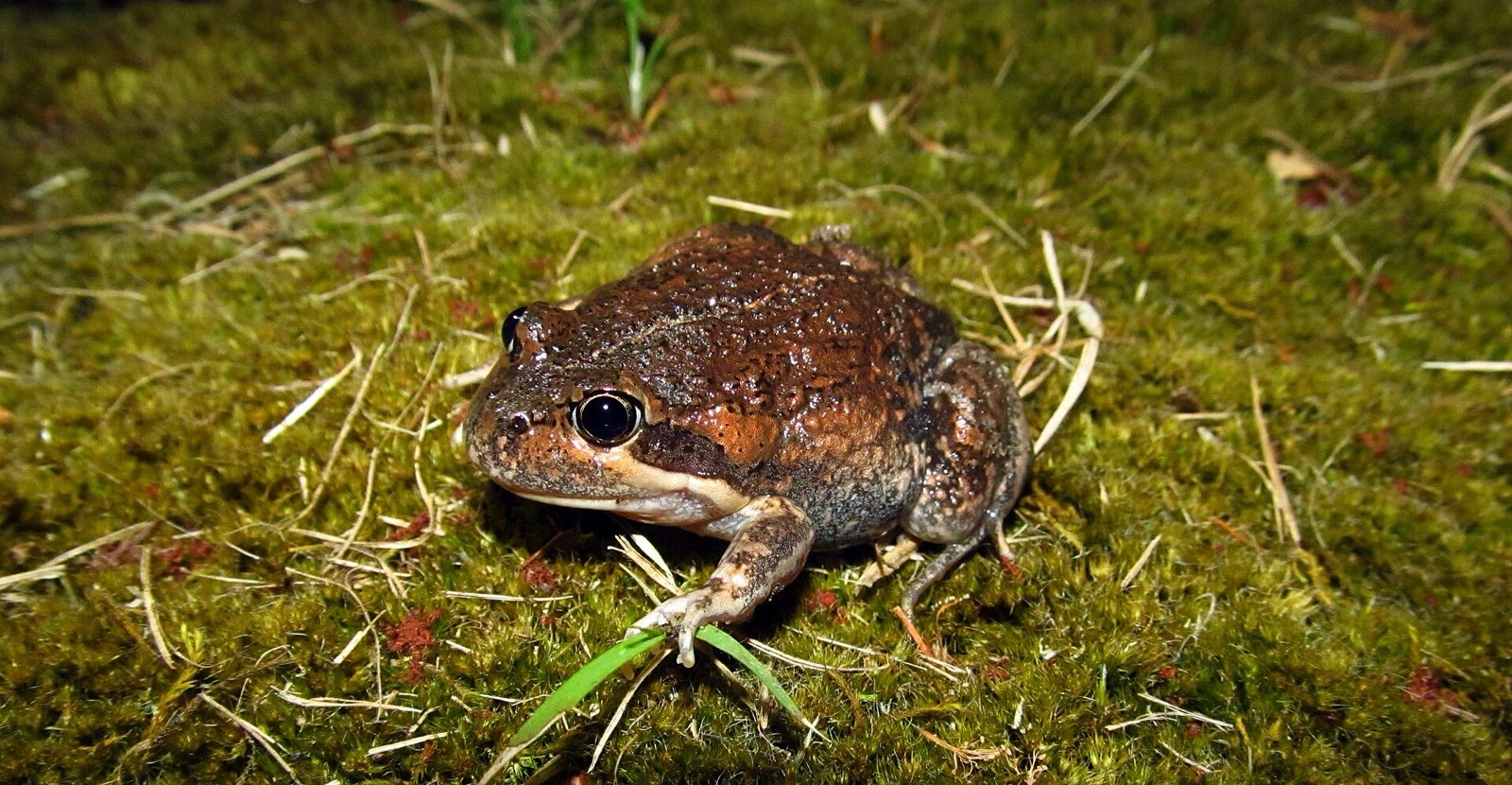 An eastern banjo frog sitting on moss at night
